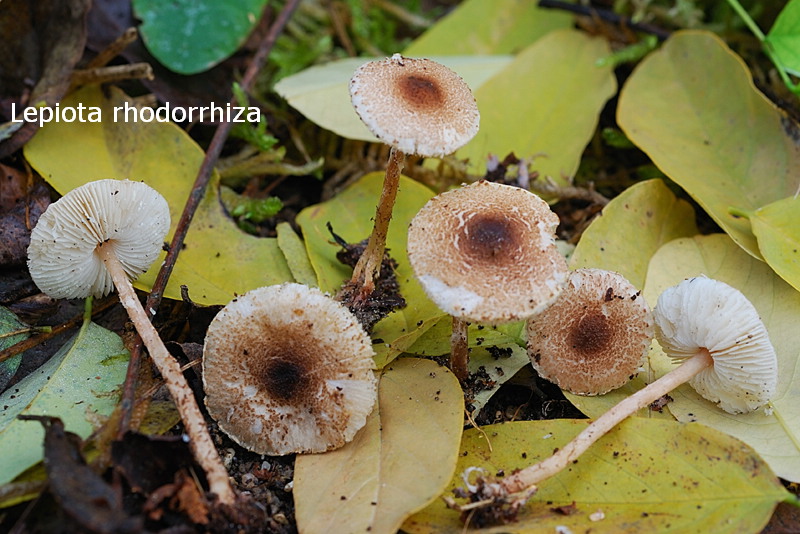 Lepiota rhodorhiza-amf1167.jpg